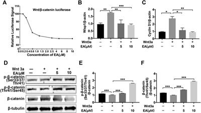 Ellagic Acid Attenuates BLM-Induced Pulmonary Fibrosis via Inhibiting Wnt Signaling Pathway